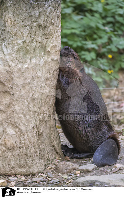 Kanadischer Biber / American beaver / PW-04011