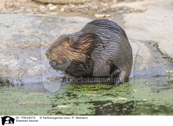 American beaver / PW-04014