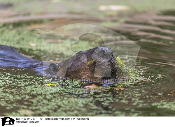 Kanadischer Biber / American beaver / PW-04017