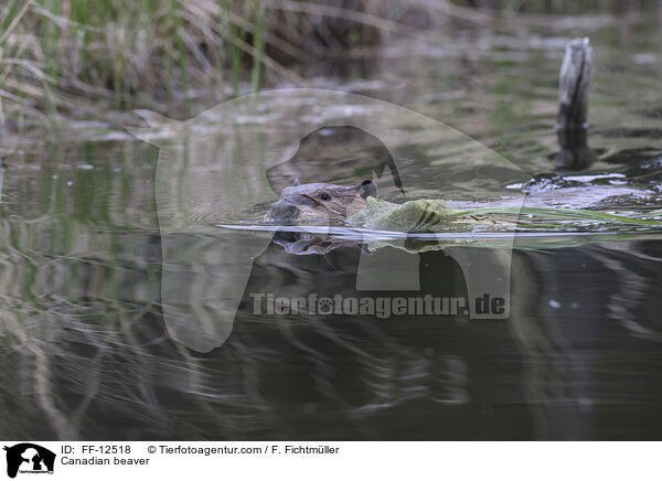 Canadian beaver / FF-12518