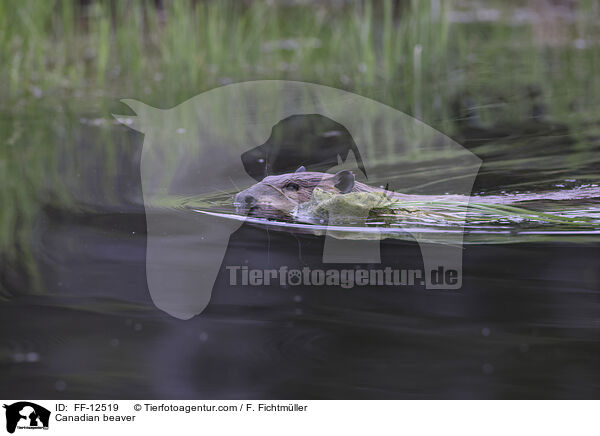 Kanadischer Biber / Canadian beaver / FF-12519
