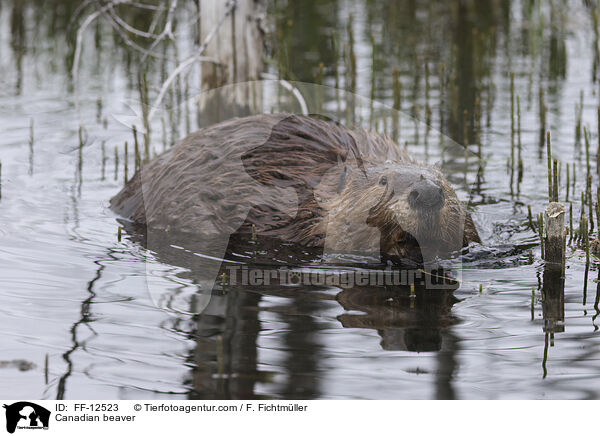 Kanadischer Biber / Canadian beaver / FF-12523