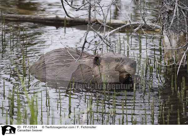 Canadian beaver / FF-12524