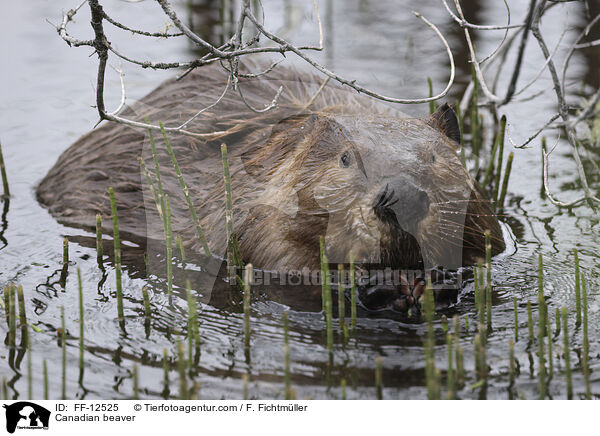 Canadian beaver / FF-12525