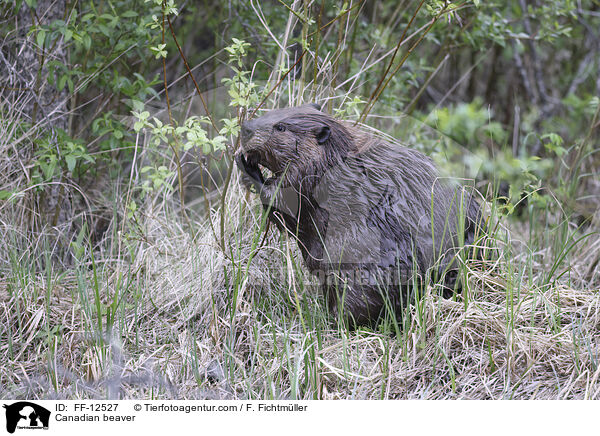 Kanadischer Biber / Canadian beaver / FF-12527