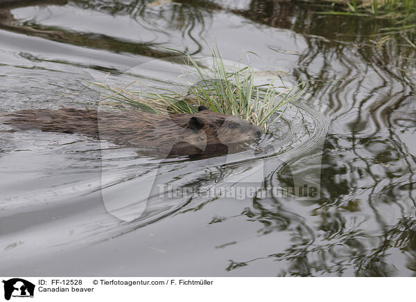Canadian beaver / FF-12528