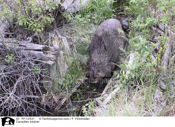 Canadian beaver / FF-12531