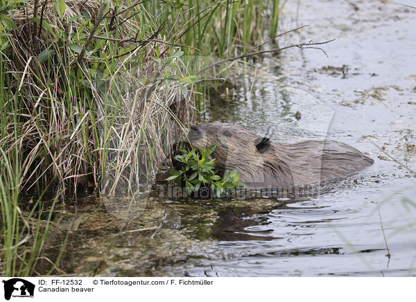 Kanadischer Biber / Canadian beaver / FF-12532