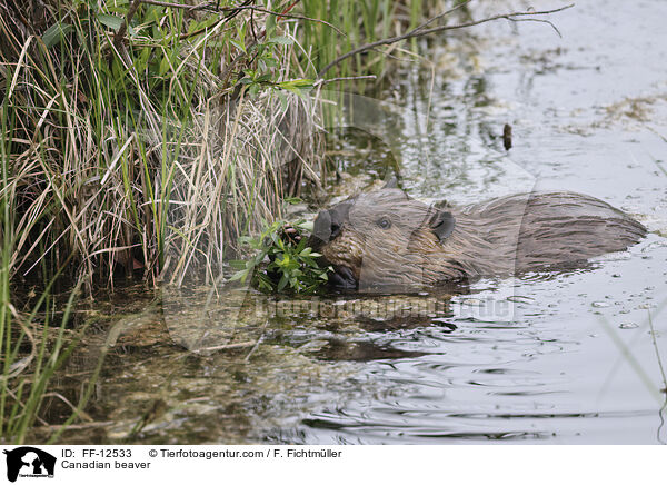 Kanadischer Biber / Canadian beaver / FF-12533