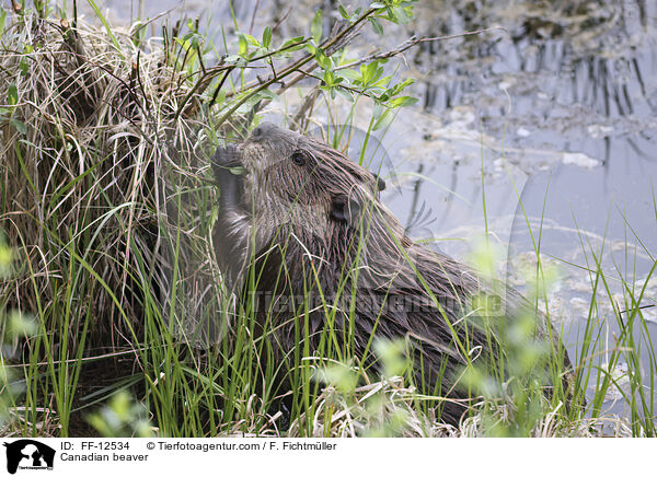 Kanadischer Biber / Canadian beaver / FF-12534