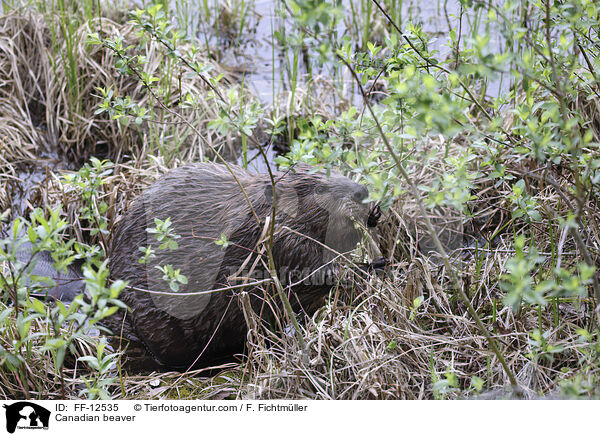Kanadischer Biber / Canadian beaver / FF-12535