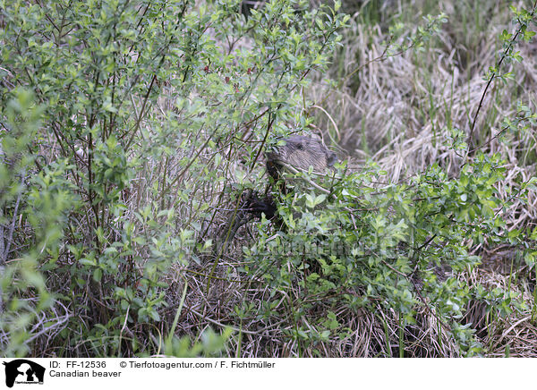 Canadian beaver / FF-12536