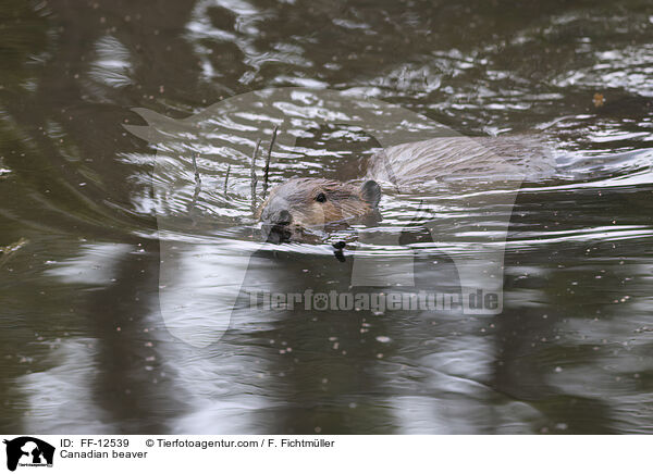 Canadian beaver / FF-12539