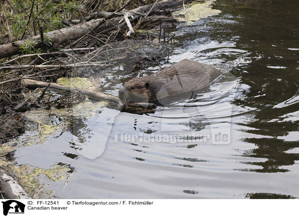 Canadian beaver / FF-12541