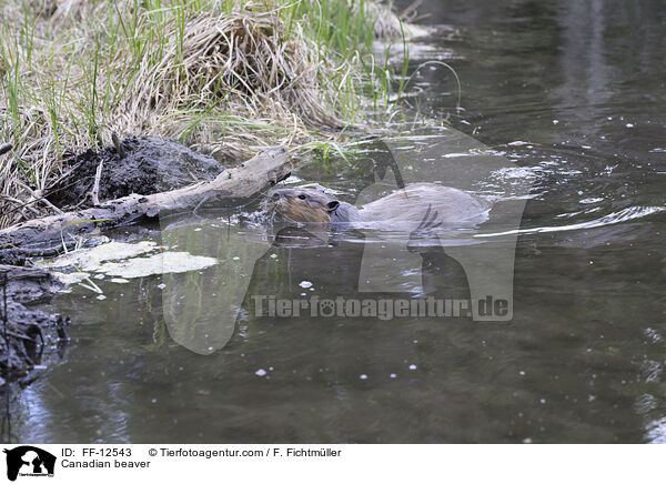 Kanadischer Biber / Canadian beaver / FF-12543