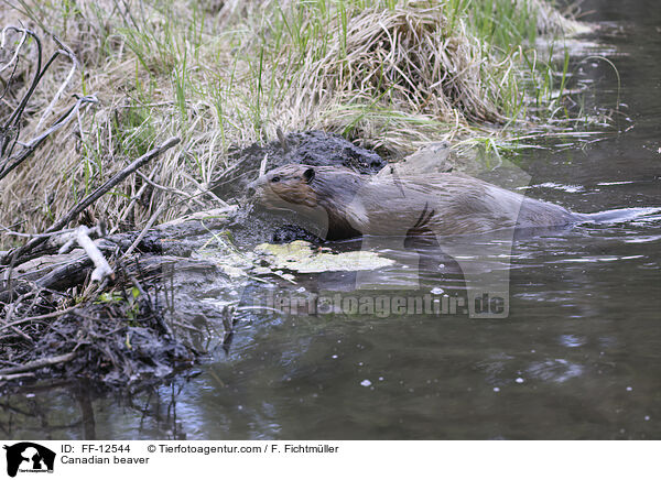 Kanadischer Biber / Canadian beaver / FF-12544