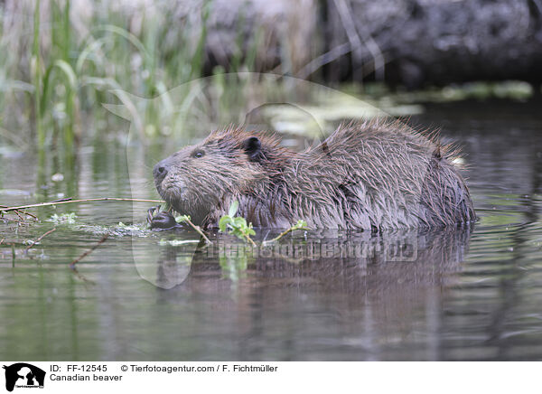 Kanadischer Biber / Canadian beaver / FF-12545