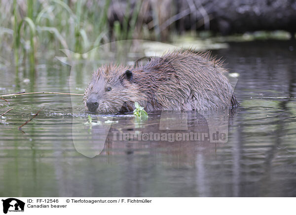 Kanadischer Biber / Canadian beaver / FF-12546