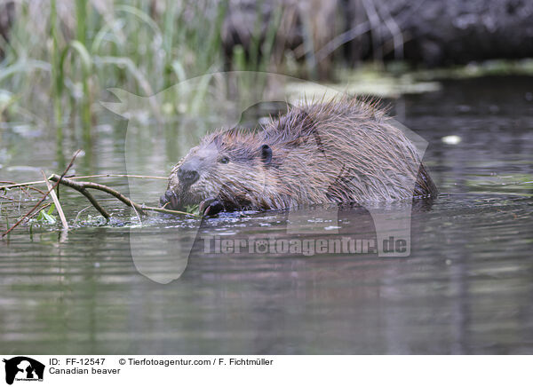 Canadian beaver / FF-12547