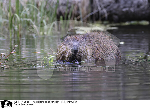Kanadischer Biber / Canadian beaver / FF-12548