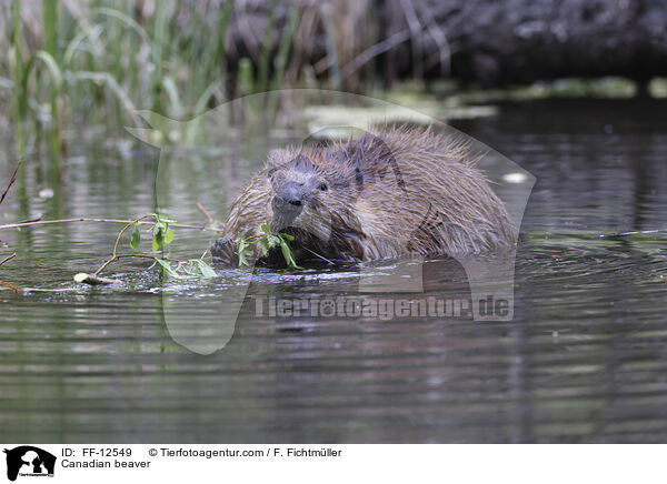 Kanadischer Biber / Canadian beaver / FF-12549