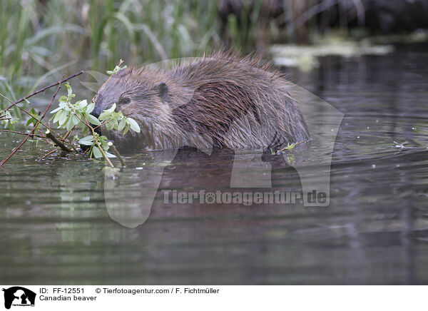 Canadian beaver / FF-12551
