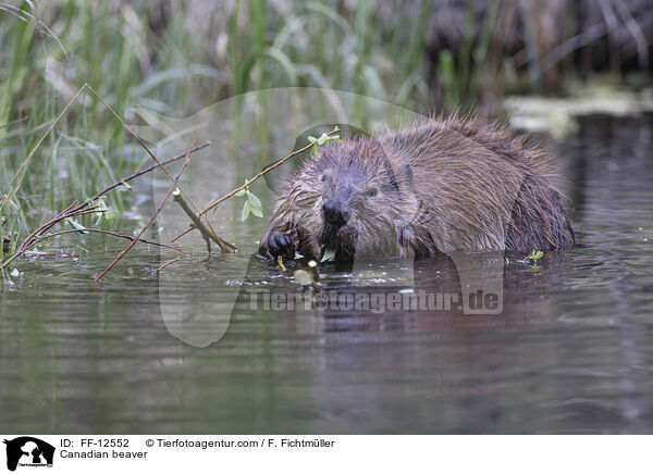 Kanadischer Biber / Canadian beaver / FF-12552