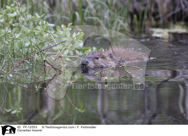 Kanadischer Biber / Canadian beaver / FF-12553