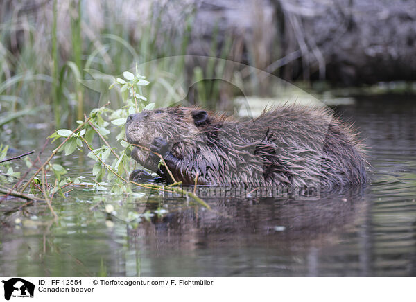 Canadian beaver / FF-12554