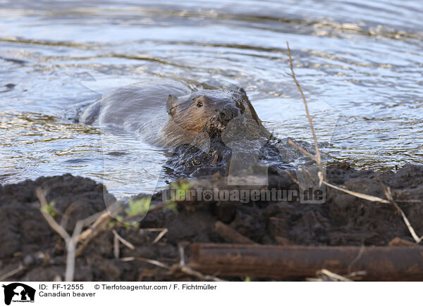 Kanadischer Biber / Canadian beaver / FF-12555