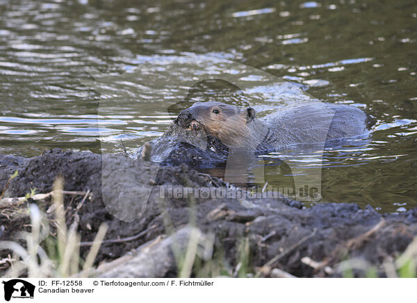 Kanadischer Biber / Canadian beaver / FF-12558