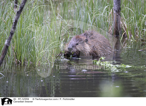 Kanadischer Biber / Canadian beaver / FF-12559