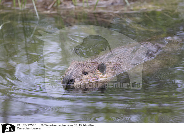 Kanadischer Biber / Canadian beaver / FF-12560