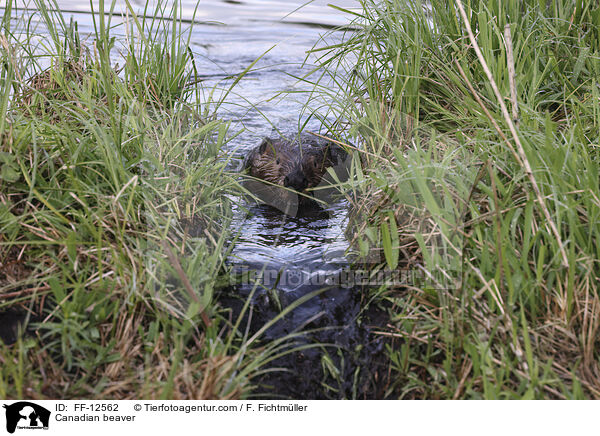 Kanadischer Biber / Canadian beaver / FF-12562