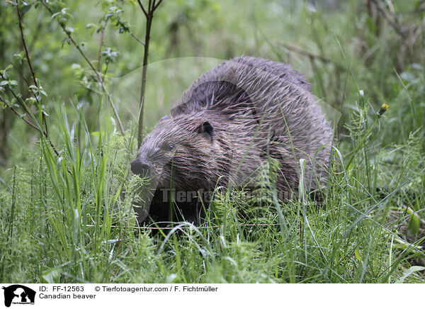 Kanadischer Biber / Canadian beaver / FF-12563