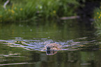 Canadian beaver