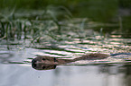 Canadian beaver