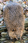 Canadian beaver
