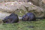 American beavers