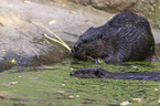 American beavers