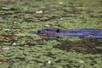 American beaver