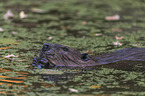 American beaver