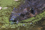 American beaver