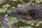 American beaver