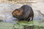 American beaver