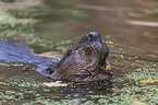 American beaver