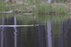 Canadian beaver