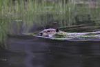 Canadian beaver