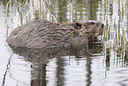 Canadian beaver