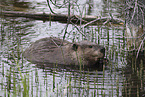 Canadian beaver